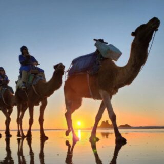 Camel Riding Overview