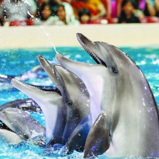 Dubai Dolphinarium