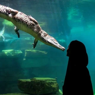 Dubai Frame and Dubai Crocodile Park Combo