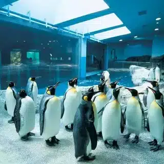 Dubai Aquarium and Penguin Encounter